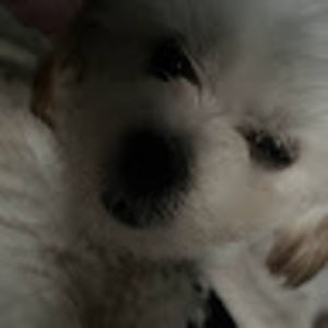 Meet your Posher, Cassidy